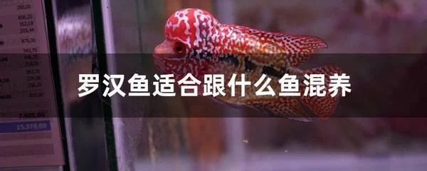 詳細閱讀:龍魚肚子鼓包怎么辦:龍魚肚子鼓包可能由多種原因引起 龍魚肚子鼓包怎么辦:龍魚肚子鼓包可能由多種原因引起