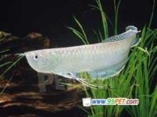 紅龍魚(yú)與銀龍魚(yú)混養(yǎng)好嗎（銀龍魚(yú)和紅龍魚(yú)可以混養(yǎng)嗎？）