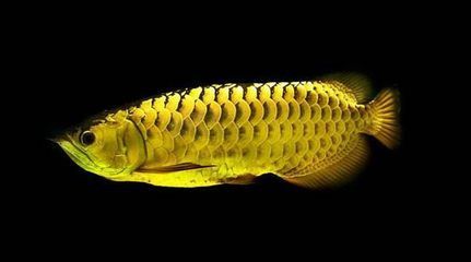 印尼小紅龍魚繁殖技術(shù)詳解：印尼小紅龍魚繁殖成功率提升方法