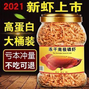 龍魚不吃蝦干：龍魚可以吃蝦干嗎？