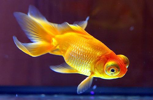 如何自制金三間魚植物飼料：自制金三間魚植物飼料營養(yǎng)搭配指南