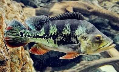 如何自制金三間魚植物飼料：自制金三間魚植物飼料營養(yǎng)搭配指南