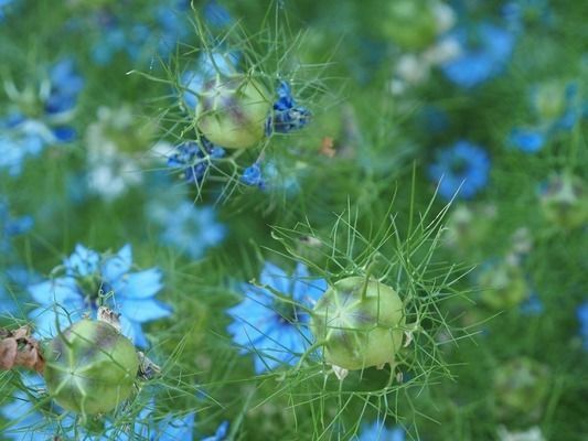 如何自制金三間魚植物飼料：自制金三間魚植物飼料營養(yǎng)搭配指南