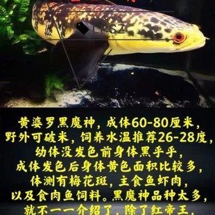 雷龍魚專用飼料哪個牌子的好用點：如何選擇雷龍魚專用飼料