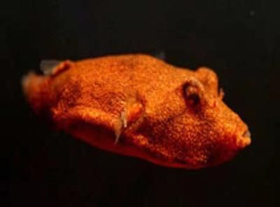 雷龍魚專用飼料哪個牌子的好用點：如何選擇雷龍魚專用飼料
