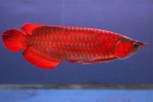 紅龍魚幾年成熟的：紅龍魚幾年成熟