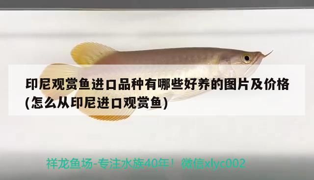 龍魚缸過濾棉多久洗一次好：龍魚缸過濾棉清洗技巧，魚缸過濾棉材質選擇指南 龍魚缸過濾棉多久洗一次好：龍魚缸過濾棉清洗技巧，魚缸過濾棉材質選擇指南 龍魚百科 第2張