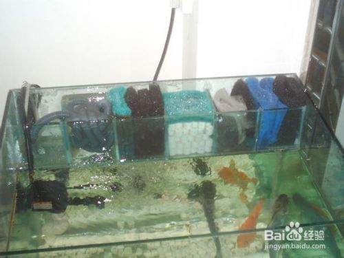 龍魚缸過濾棉多久洗一次好：龍魚缸過濾棉清洗技巧，魚缸過濾棉材質選擇指南 龍魚缸過濾棉多久洗一次好：龍魚缸過濾棉清洗技巧，魚缸過濾棉材質選擇指南 龍魚百科 第4張