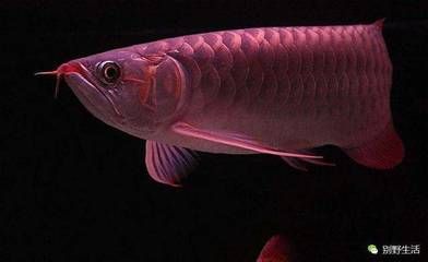 金龍魚身子斜什么原因【金龍魚身子斜什么原因導致金龍魚身子斜什么原因】