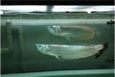 龍魚水溫最低多少會死：關于龍魚水溫最低限度的詳細信息，龍魚的最低生存溫度約為[需手動填充]