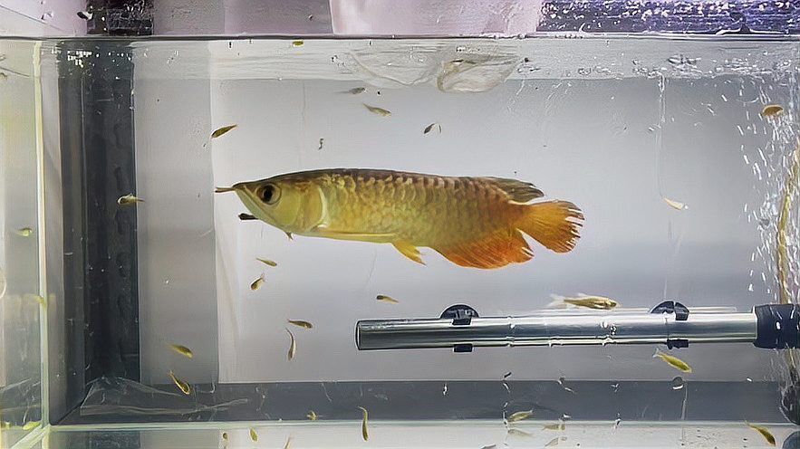 如何預防龍魚后三鰭撐開？