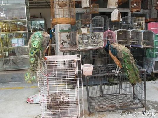 廣州觀賞魚批發(fā)市場祥龍魚場（祥龍魚場金龍魚品種介紹）