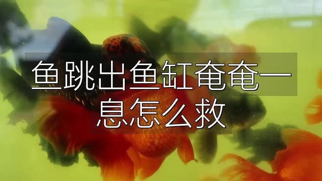 金龍魚跳缸后應(yīng)該如何急救？