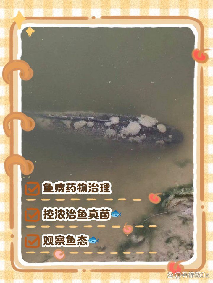 龍魚真菌病特效藥