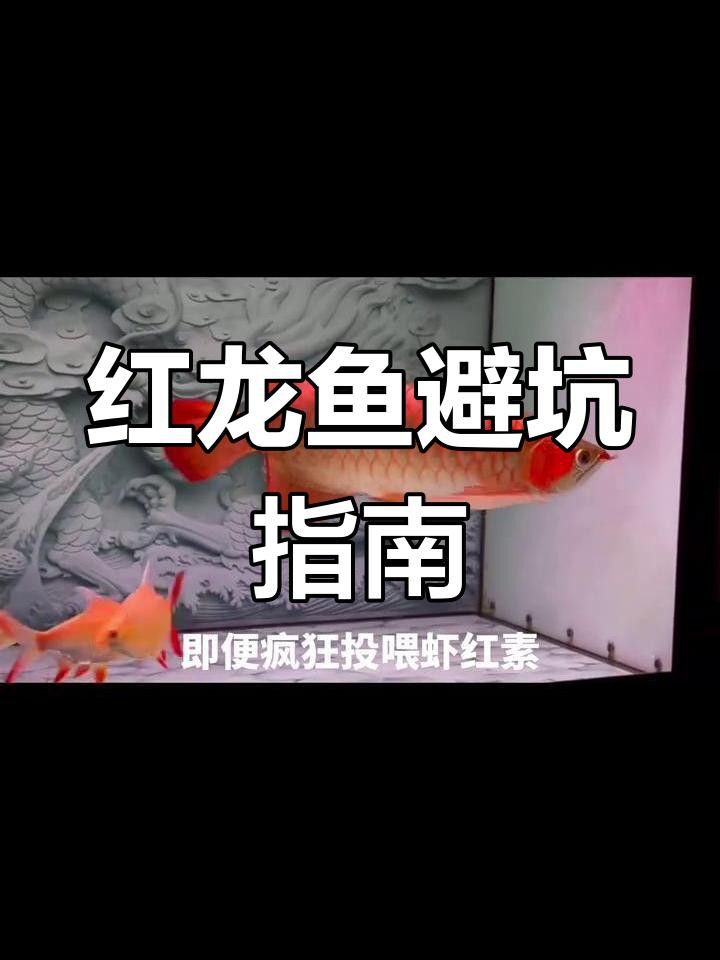 哪種小紅龍魚的市場價格最高？