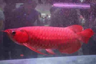 最貴紅龍魚7000萬在什么地方賣的多：中國最貴紅龍魚7000萬在什么地方賣的多多