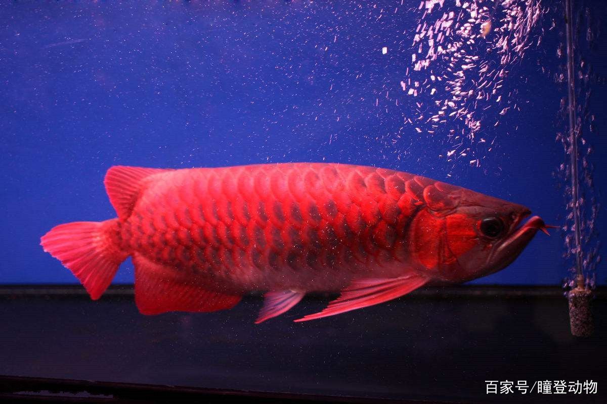紅龍魚種類排名（常見的紅龍魚品種與區別紅龍魚的區別紅龍魚的品種與區別）