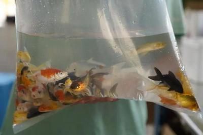 龍魚活食小草金怎么處理：草金魚活食小草金的處理方法