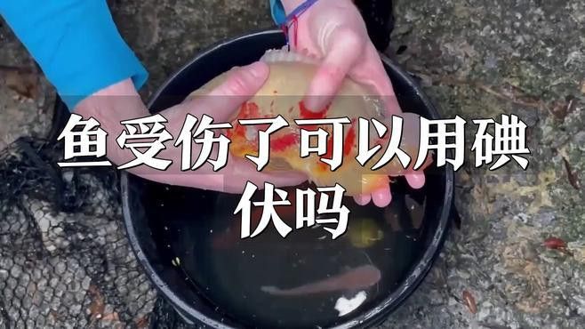 金龍魚爭斗受傷后如何處理？