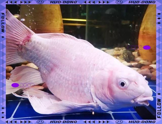 金龍魚爭斗受傷后如何處理？