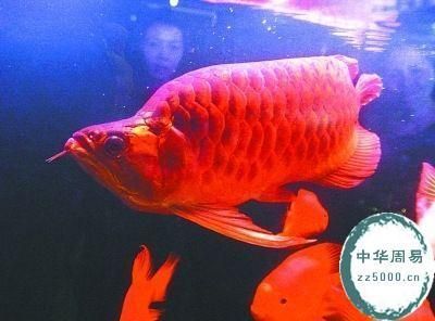 天價金龍魚價格排名多少錢：天價金龍魚價格排名多少錢天價金龍魚價格排名多少錢