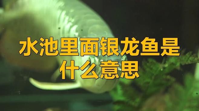 銀龍魚和招財魚的含義
