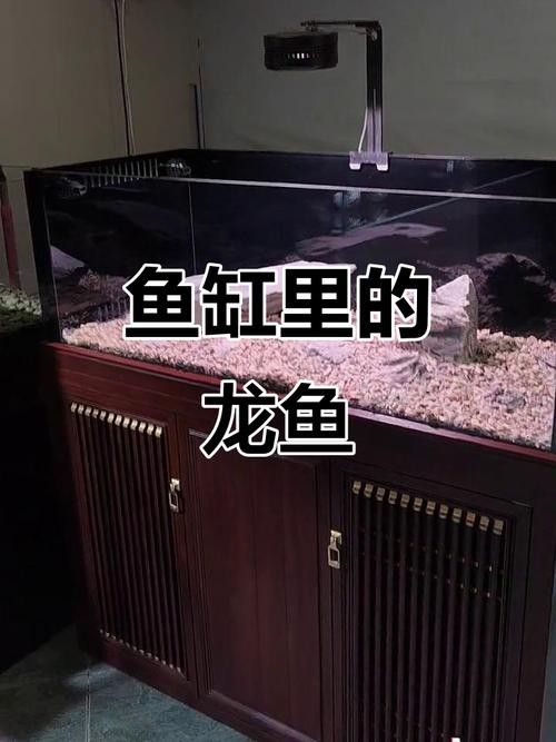 龍魚魚缸布景照片高清