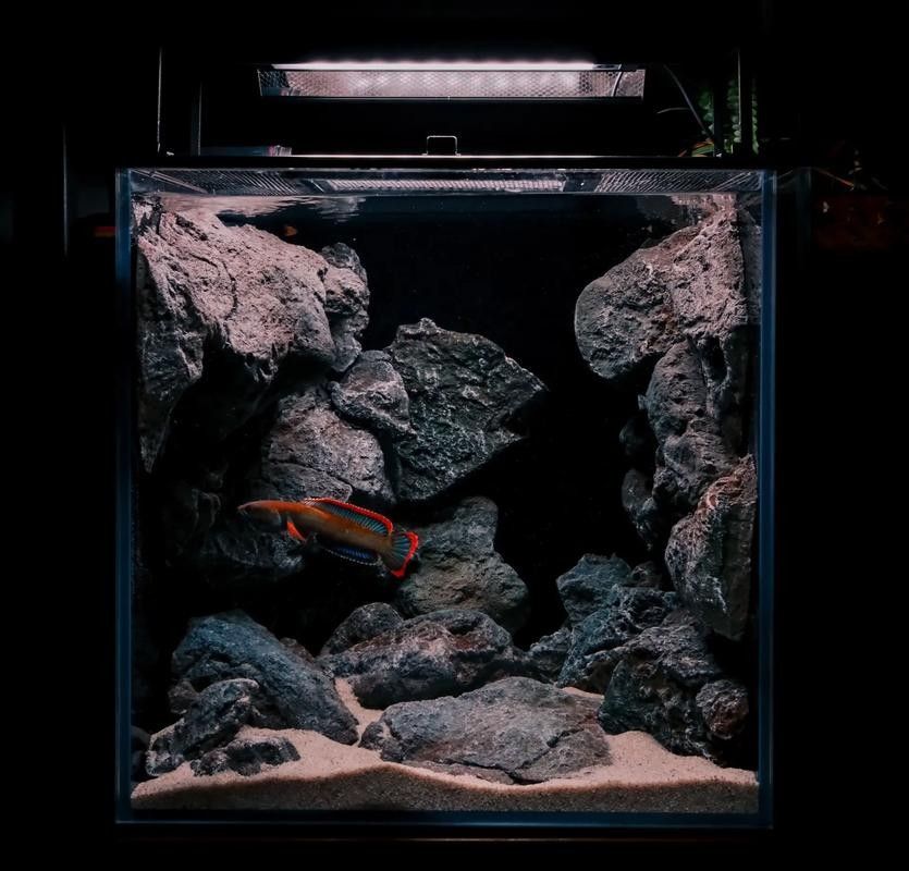 龍魚魚缸布景照片高清