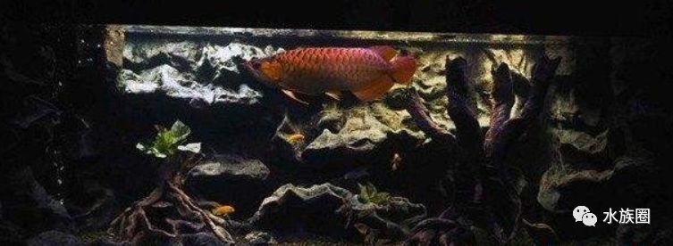 龍魚魚缸布景照片高清