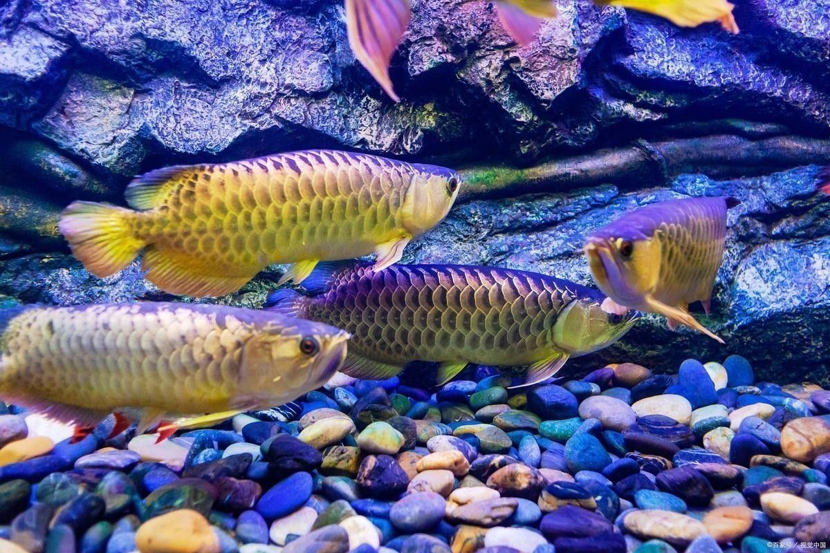 龍魚魚缸布景照片高清