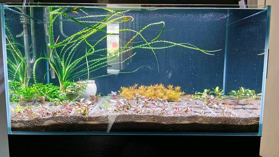 龍魚魚缸布景照片高清