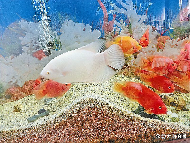 紅龍魚張嘴是怎么回事