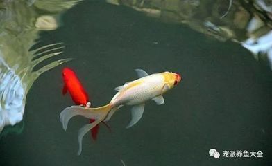 風水魚龍魚（養龍魚有什么風水講究龍魚是不是風水魚是不是風水魚）