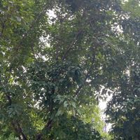 鯨魚名稱大全