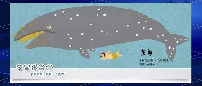 鯨魚名稱大全