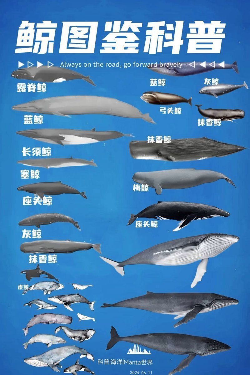 鯨魚名稱大全