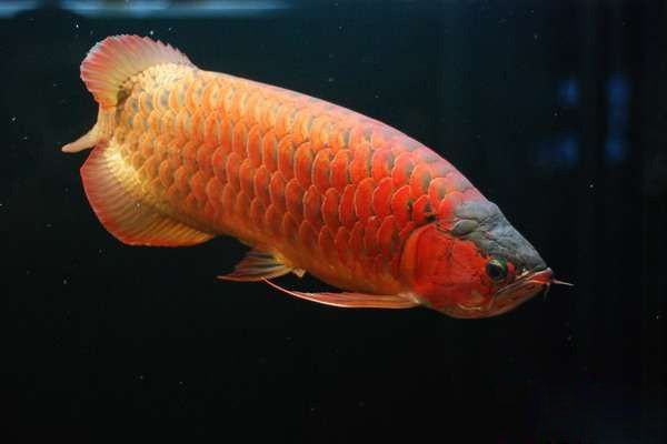 如何挑選優質的紅龍魚苗？