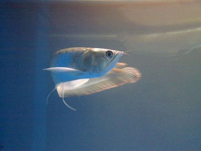 家里養銀龍魚好還是招財好呢（銀龍魚與招財魚混養的注意事項）