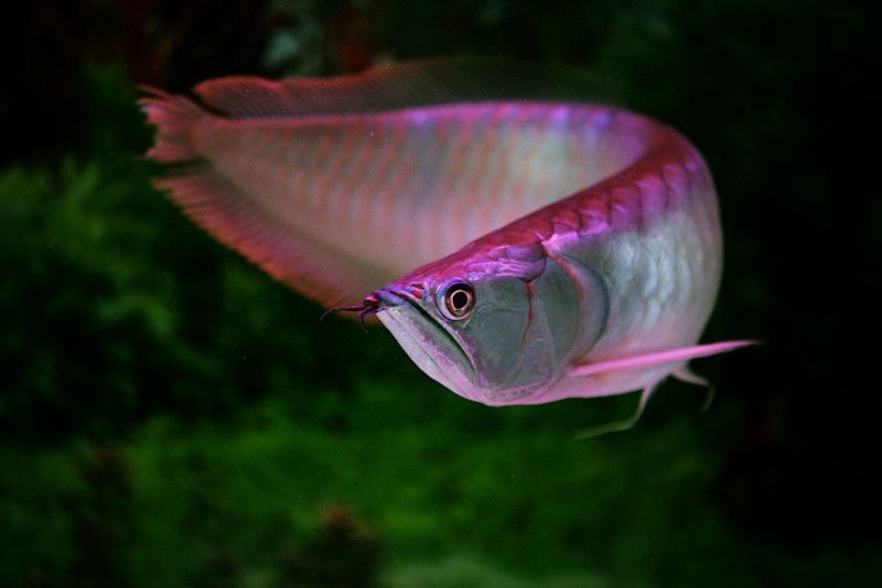 家里養銀龍魚好還是招財好呢（銀龍魚與招財魚混養的注意事項）
