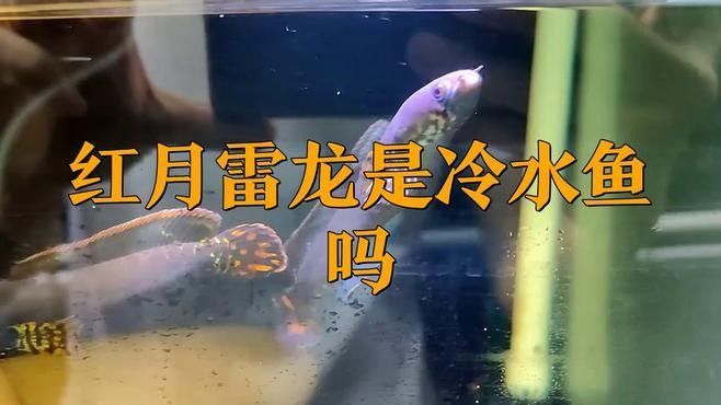 雷龍魚溫度要求多少度
