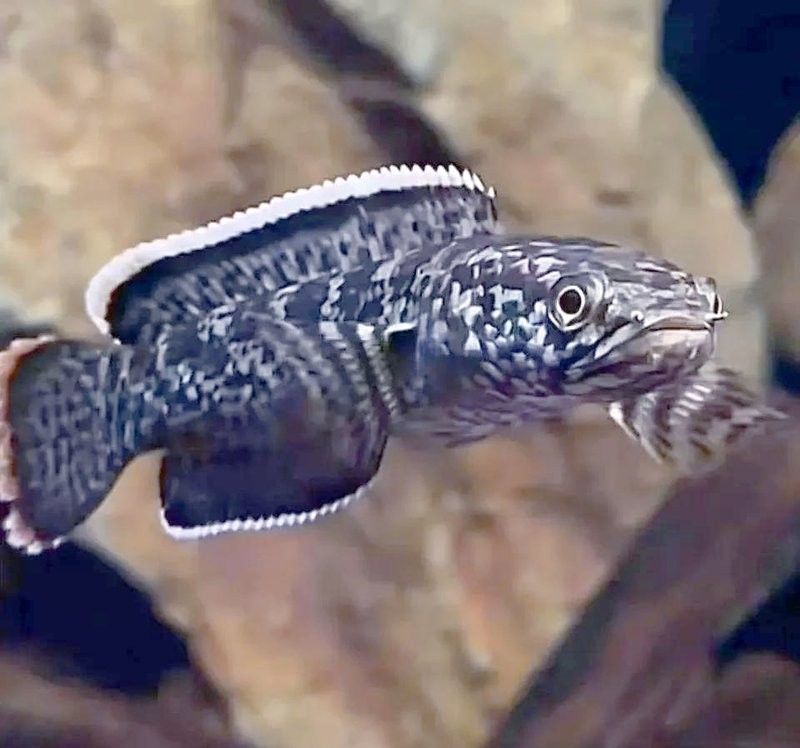 雷龍魚溫度要求多少度