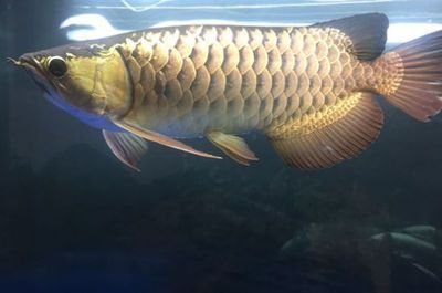 龍魚為何晚上關燈游白天不動（為什么龍魚晚上關燈后游動而白天不動？）