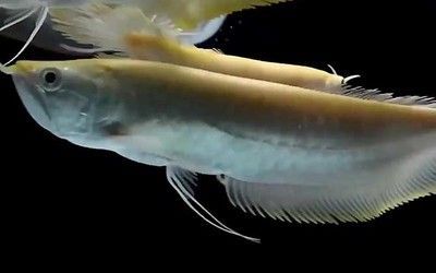 銀龍魚吃什么飼料最好（銀龍魚最佳飼料選擇）