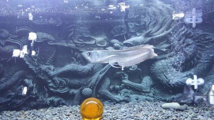 銀龍魚吃什么飼料最好（銀龍魚最佳飼料選擇）
