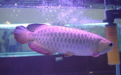銀龍魚吃什么飼料最好（銀龍魚最佳飼料選擇）