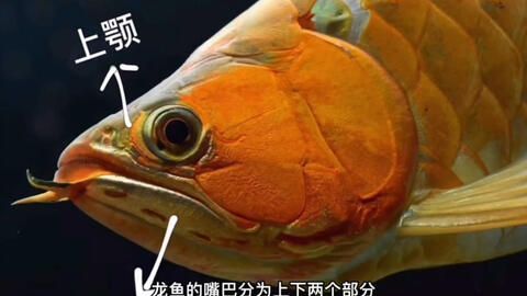 龍魚(yú)嘴巴撞爛了怎么辦（龍魚(yú)嘴巴撞爛了怎么辦龍魚(yú)嘴巴撞爛了怎么辦）