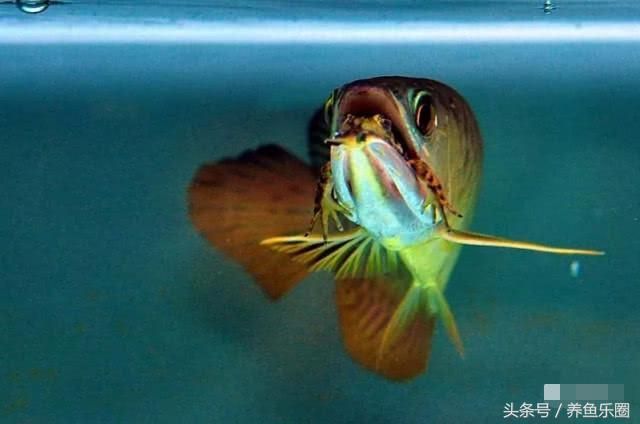 龍魚(yú)嘴巴撞爛了怎么辦（龍魚(yú)嘴巴撞爛了怎么辦龍魚(yú)嘴巴撞爛了怎么辦）