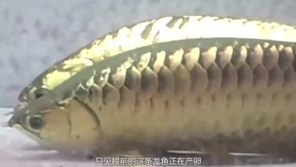 龍魚(yú)嘴巴撞爛了怎么辦（龍魚(yú)嘴巴撞爛了怎么辦龍魚(yú)嘴巴撞爛了怎么辦）