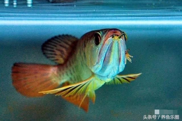 龍魚(yú)嘴巴撞爛了怎么辦（龍魚(yú)嘴巴撞爛了怎么辦龍魚(yú)嘴巴撞爛了怎么辦）