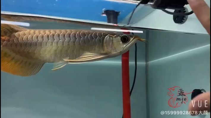 龍魚不吃東西是怎么回事兒呀：對于你的問題，主要原因可能有以下幾點